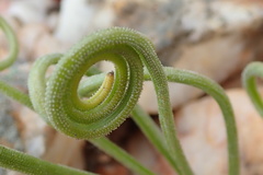 Albuca spiralis