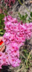 Limonium peregrinum