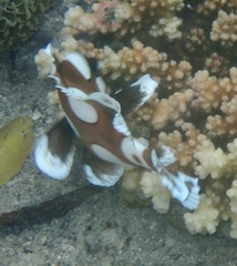 Plectorhinchus chaetodonoides