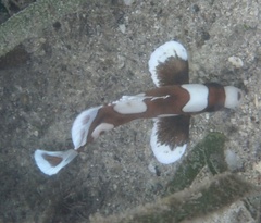 Plectorhinchus chaetodonoides