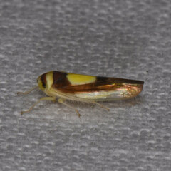 Colladonus clitellarius