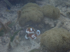 Plectorhinchus chaetodonoides