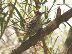 Dryobates mixtus