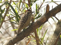 Dryobates mixtus