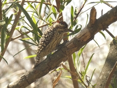 Dryobates mixtus