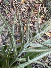 Pteris hillebrandii