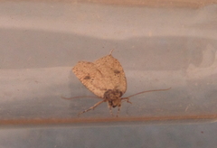 Agonopterix subpropinquella
