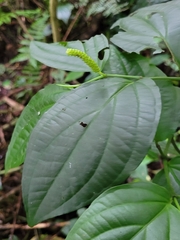 Piper sulcatum