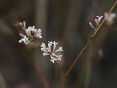 Asperula tenella