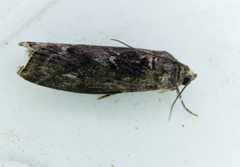 Pyla fusca