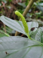 Piper sulcatum