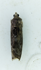 Pyla fusca