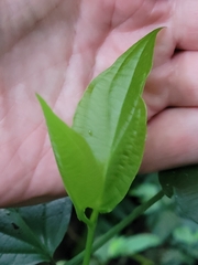 Piper sulcatum