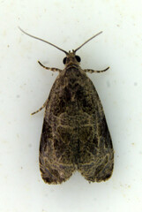 Olethreutes permundana