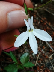 Lobelia pubescens