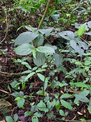 Piper sulcatum
