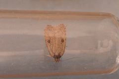 Agonopterix subpropinquella