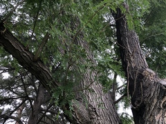 Gleditsia triacanthos