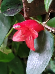 Aeschynanthus