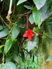 Aeschynanthus
