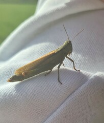 Mecostethus parapleurus