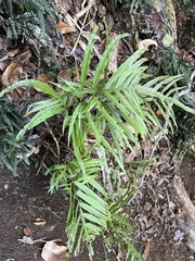 Pteris hillebrandii