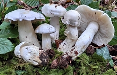 Tricholoma columbetta