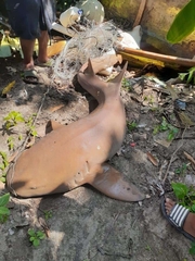 Ginglymostoma cirratum