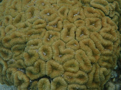 Lobophyllia