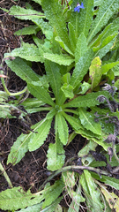 Helminthotheca echioides