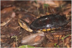 Kinosternon leucostomum