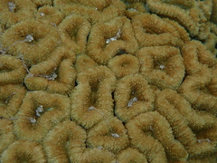 Lobophyllia