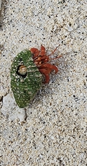 Coenobita