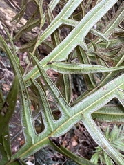 Pteris hillebrandii