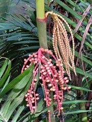 Pinanga coronata