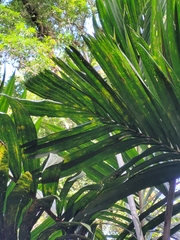 Pinanga coronata