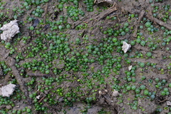 Botrydium granulatum