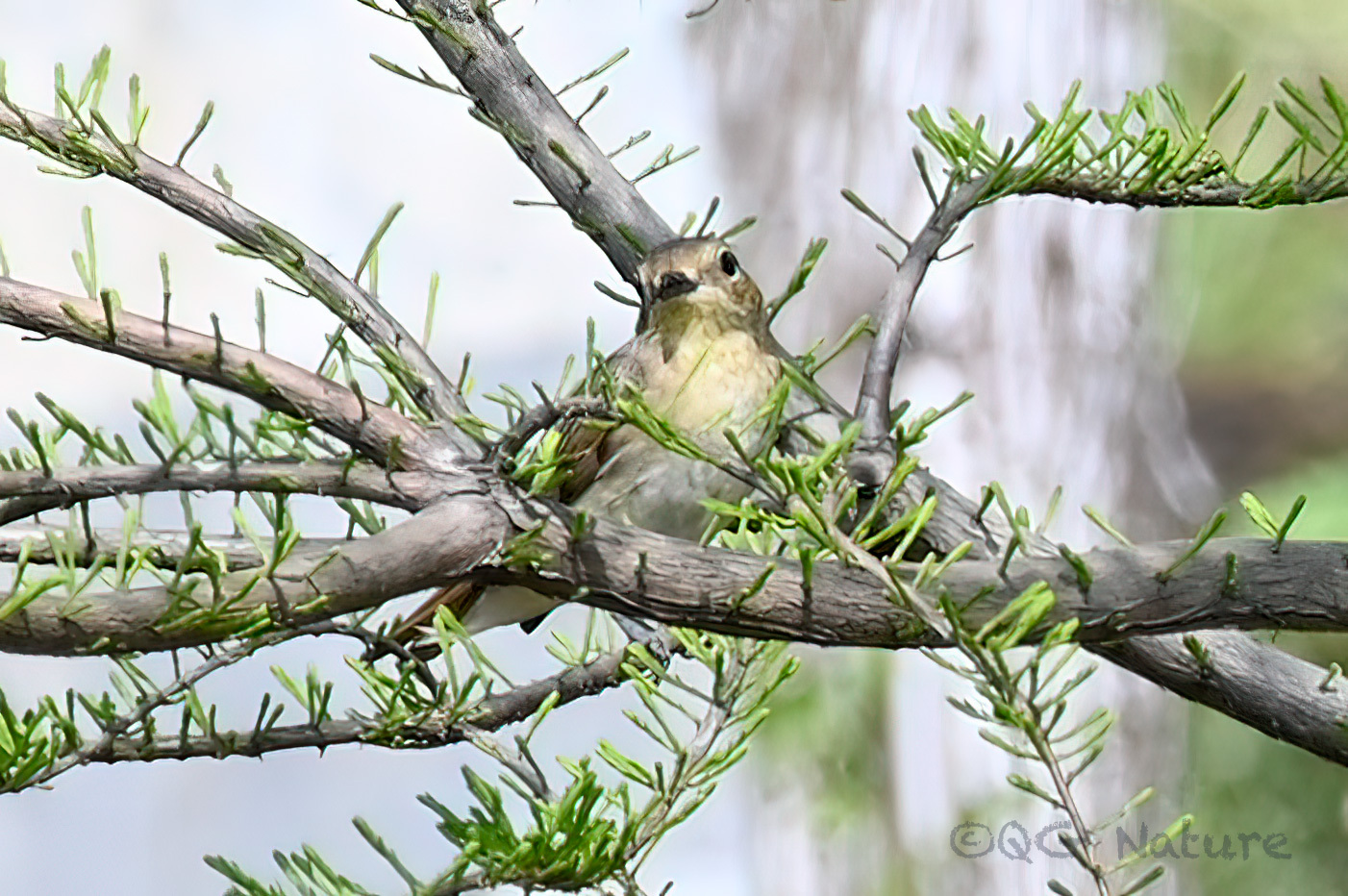 Narcissus Flycatcher