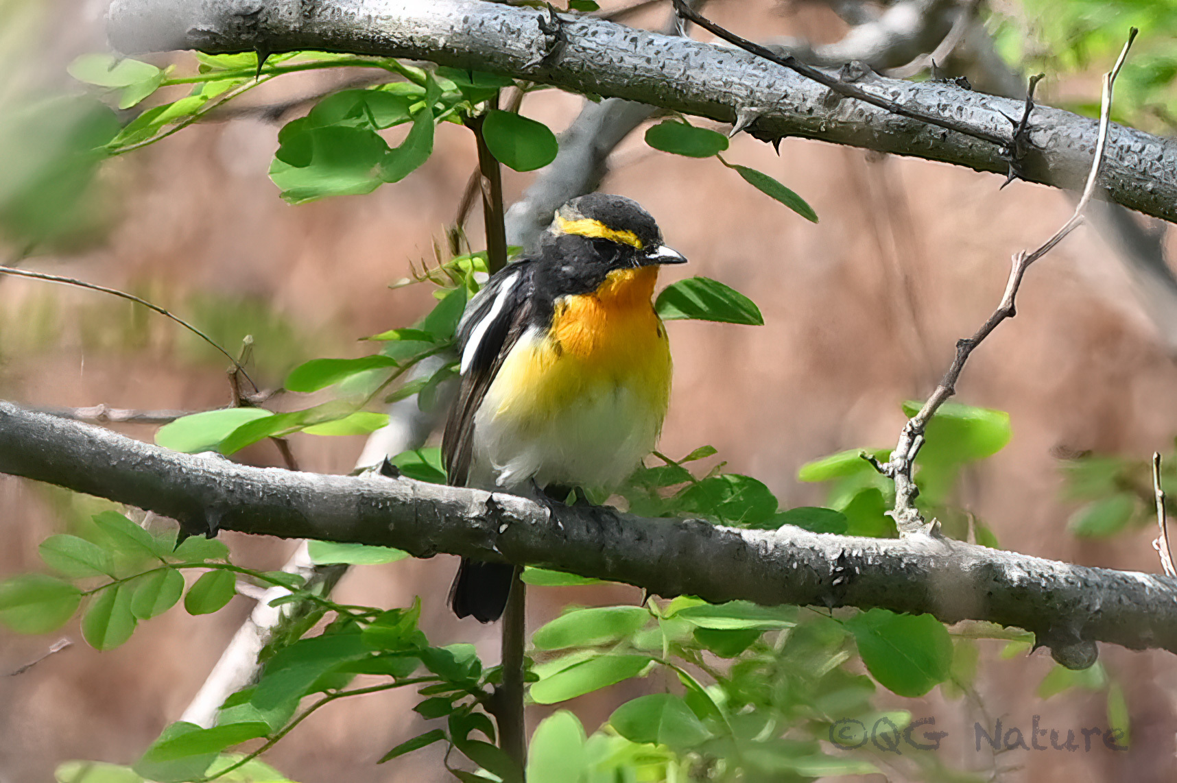 Narcissus Flycatcher