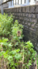 Araneus diadematus