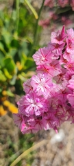 Limonium peregrinum