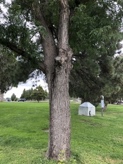 Gleditsia triacanthos
