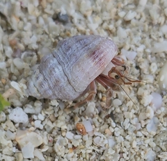Coenobita