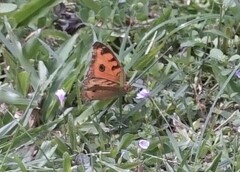 Junonia almana javana