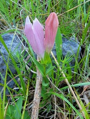 Spigelia alabamensis
