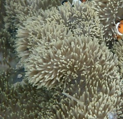 Stichodactyla gigantea