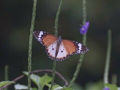 Danaus chrysippus chrysippus