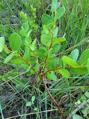 Phyllanthopsis phyllanthoides