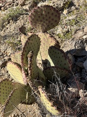 Opuntia macrocentra