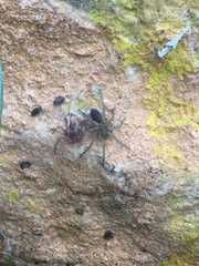 Lycosoides coarctata